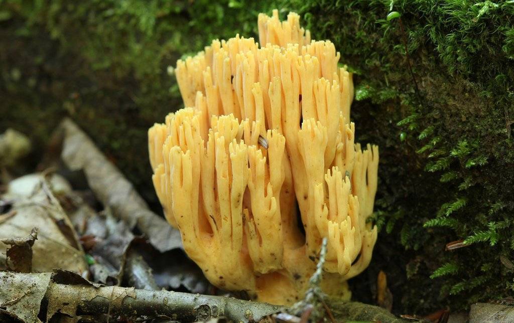 Гриб рогатик пестиковый: описание и особенности - грибы собираем