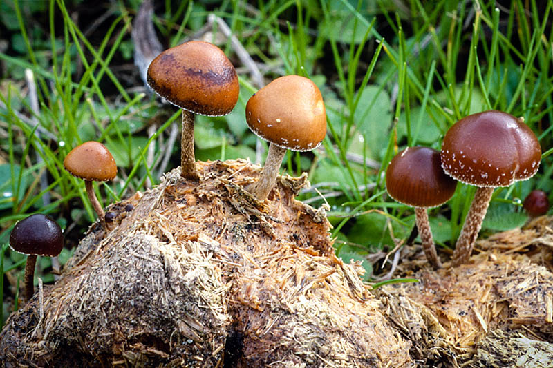 Псилоцибиновые грибы: описание, разновидности и места распространения