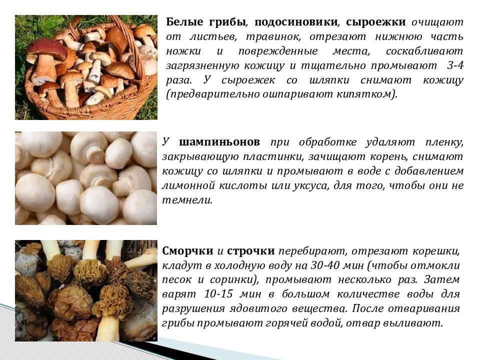 Как чистить белые грибы, как обработать и готовить