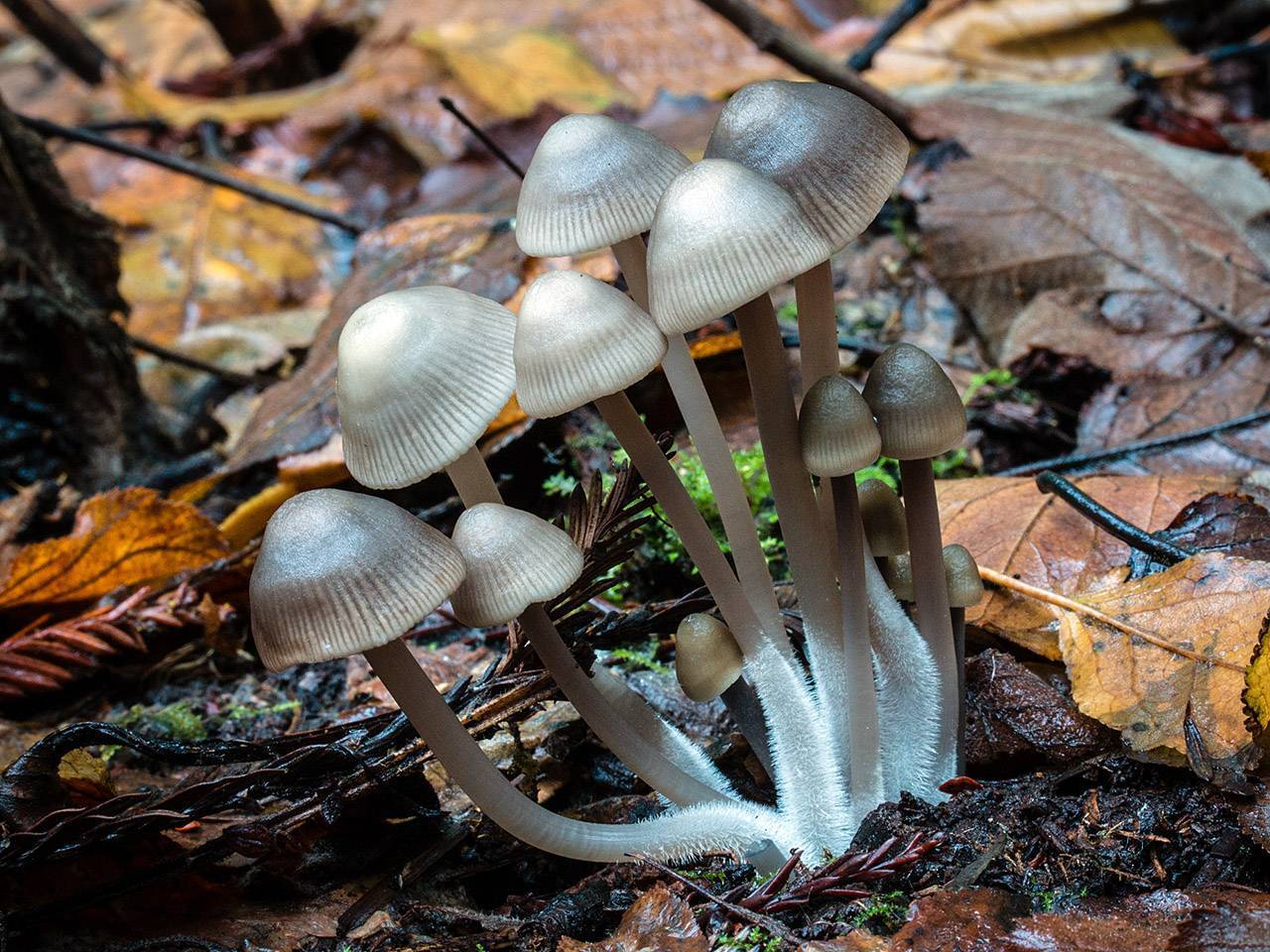 Топ-12 самых редких грибов в мире: названия и фото с описаниями