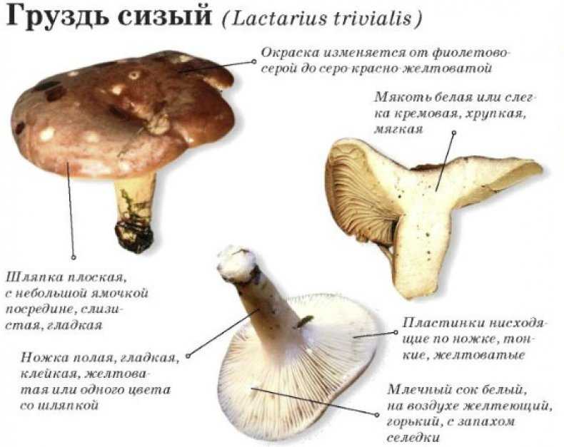 Съедобные грибы – названия, фото и описания