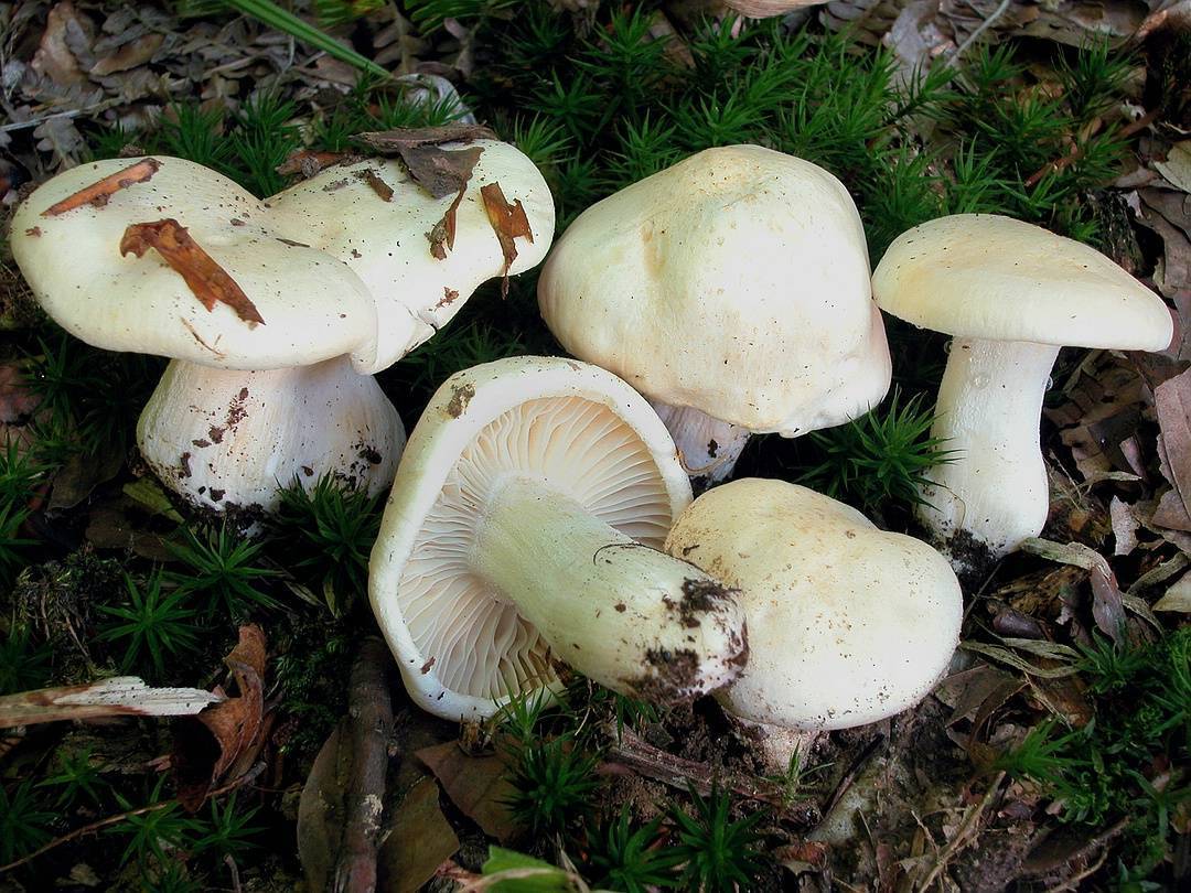 Гигрофор поздний - фото и описание гриба, где растет и как выглядит