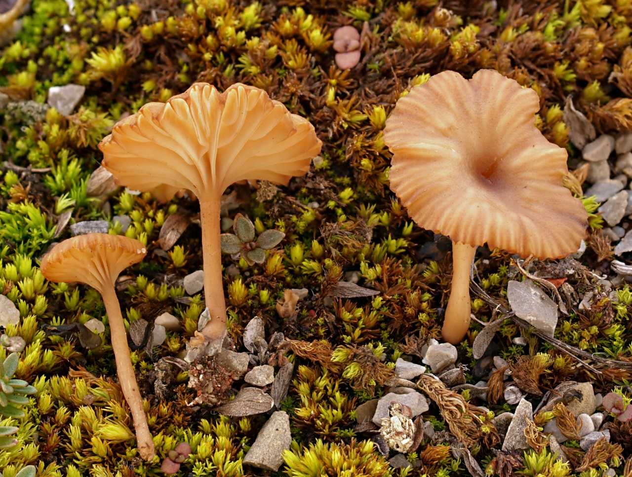 Омфалина гаревая — описание гриба, где растет, похожие виды, фото