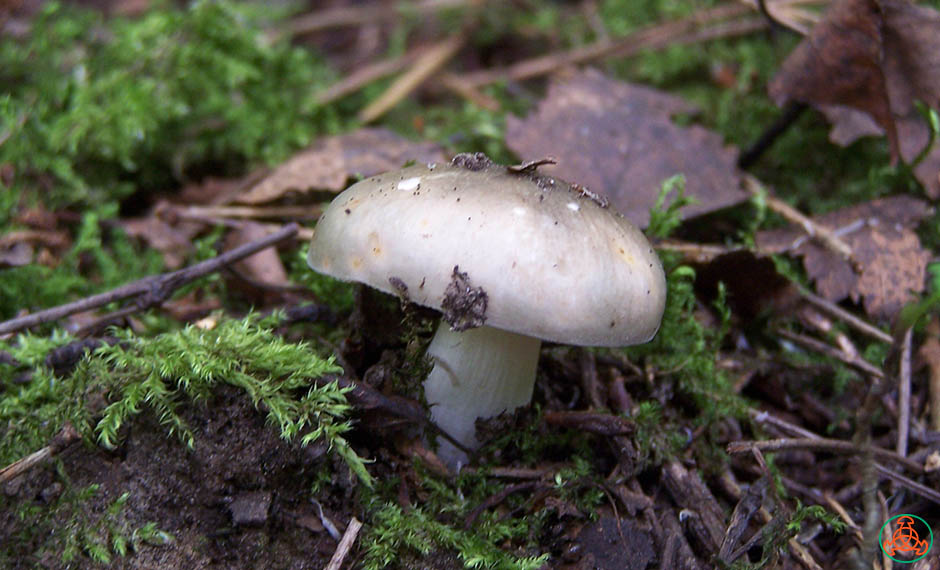 Сыроежка зеленоватая: описание гриба, фото — викигриб