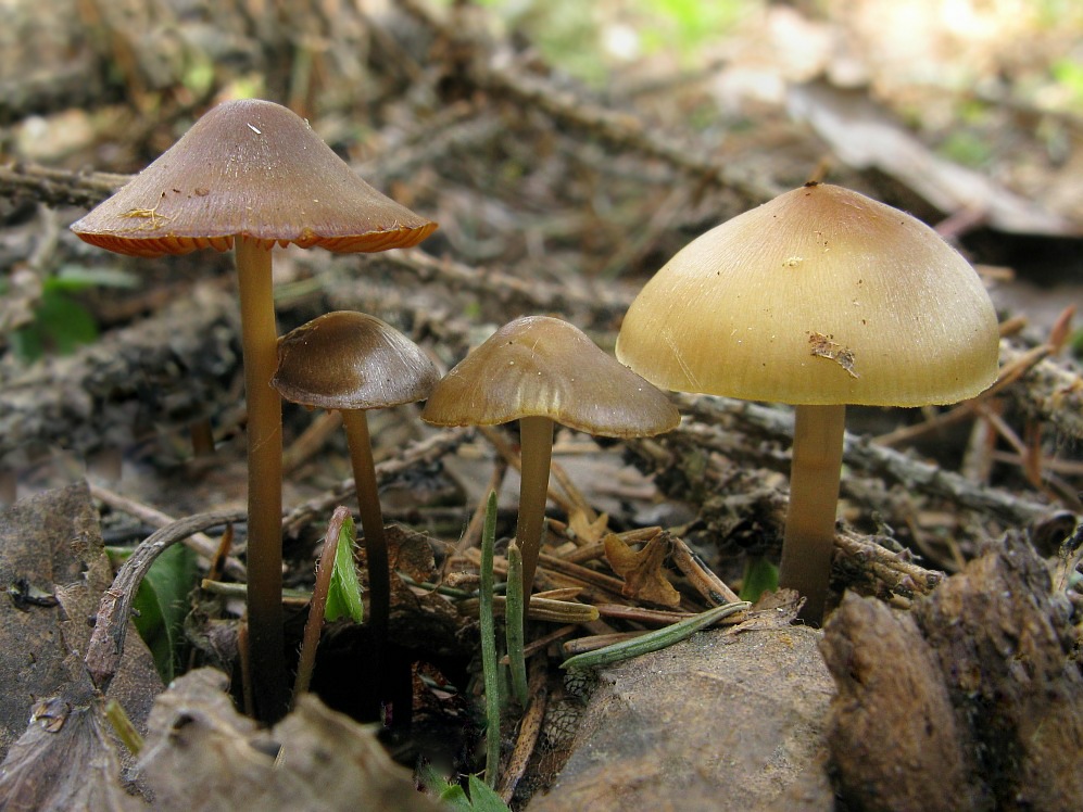 Всё, что нужно знать о необычном грибе — шишкогриб хлопьеножковый!
