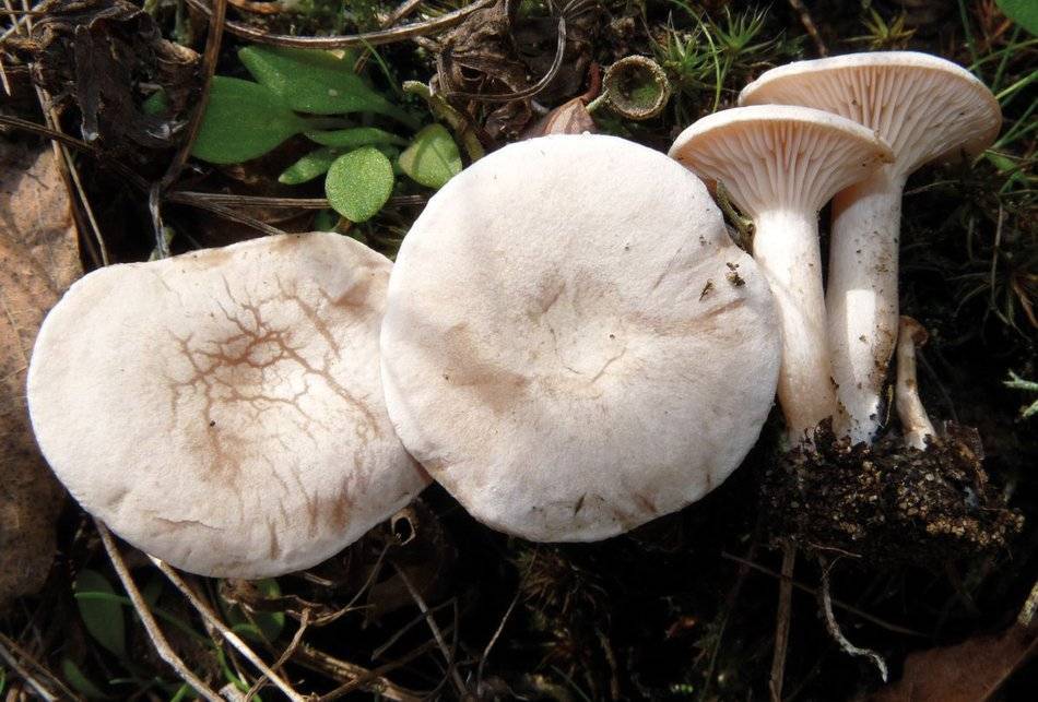 Говорушка подогнутая – скромный лесной житель - грибы собираем