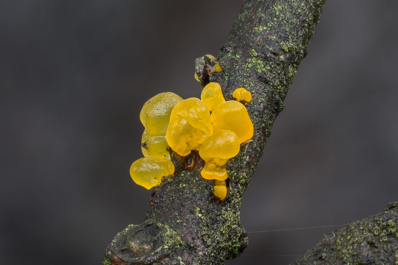 Дрожалка листоватая (бахромчатая, phaeotremella foliacea): как выглядит, где и как растет, съедобный или нет