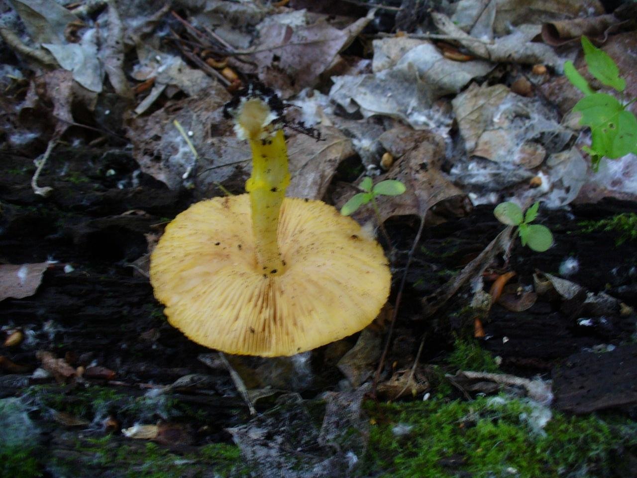 Плютей благородный (pluteus petasatus) – грибы сибири