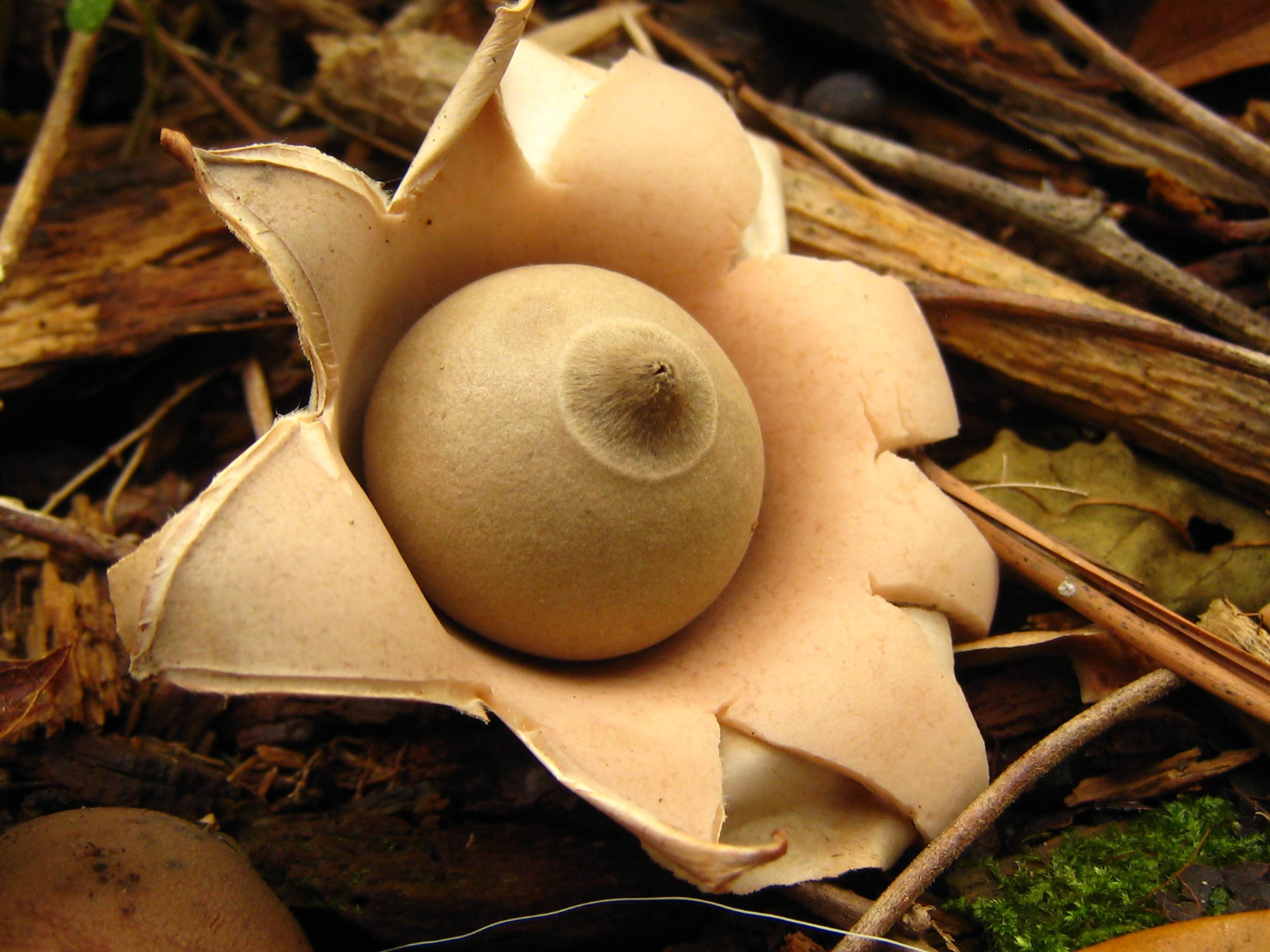 Звездовик увенчанный (geastrum coronatum): как выглядит, где и как растет, съедобный или нет