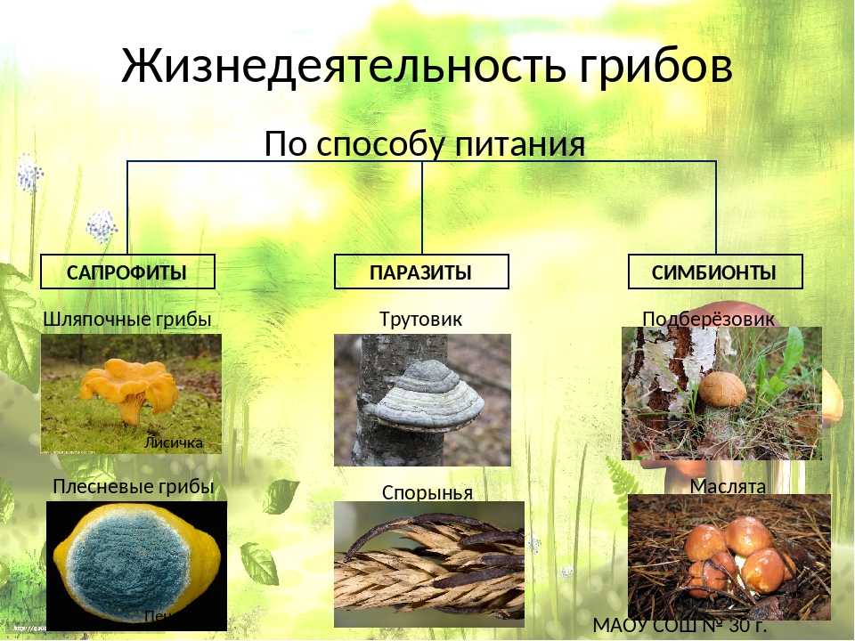 Питание грибов - описание и особенности, способы питания грибов с примерами