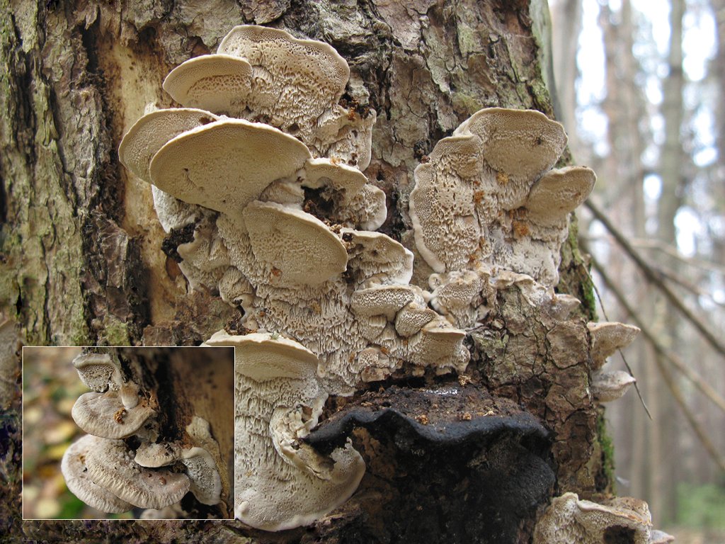 Бьеркандера дымчатая (трутовик дымчатый) (bjerkandera fumosa) – описание, где растет, фото гриба