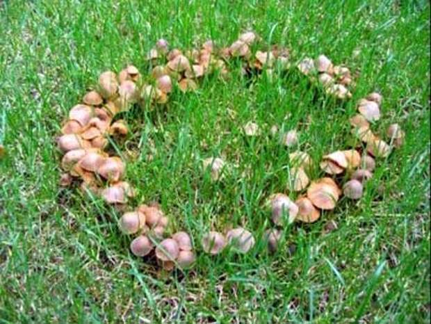 Мифические кольца грибов: что это такое - тайны... - 21 декабря - 43893164120 - медиаплатформа миртесен