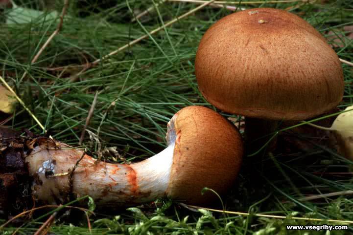 Паутинник пачкающий — описание гриба, где растет, похожие виды, фото