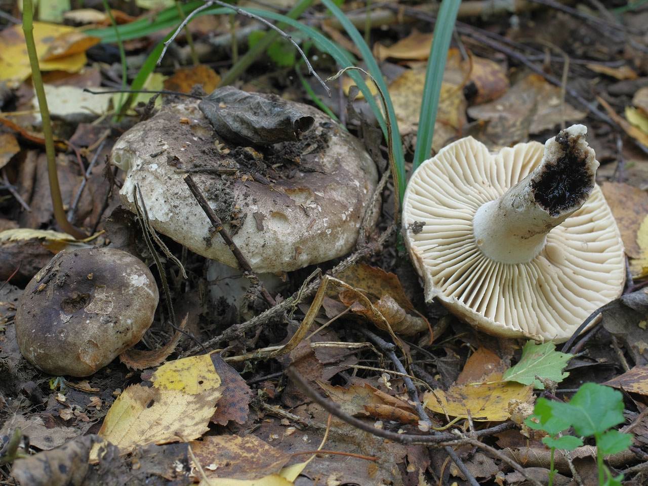 Сыроежка - 80 фото как быстро отличить съедобный гриб от горького