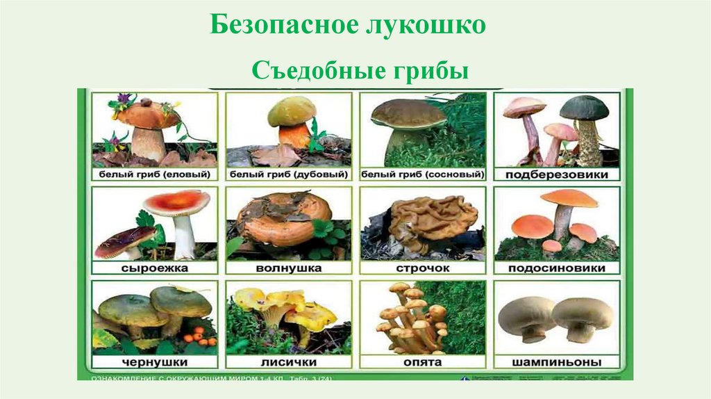 Грибы эноки – диковинный дар зимы - грибы собираем