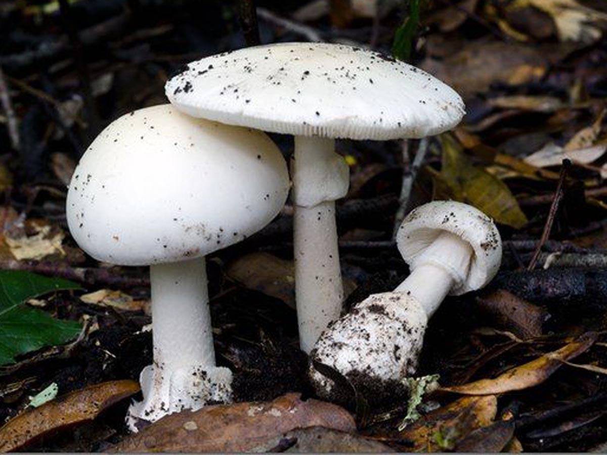 Опасный и коварный лесной гриб – Мухомор весенний