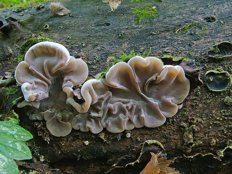 Аурикулярия. маринованный гриб муэр. самостоятельное выращивание аукулярии уховидной
