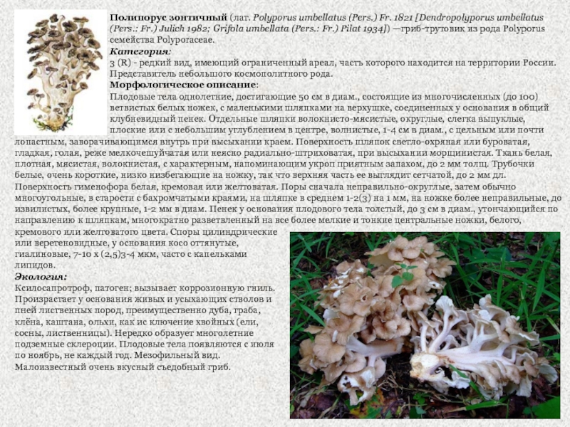 Трутовик чешуйчатый (пестрец): вкусный съедобный гриб 4 категории