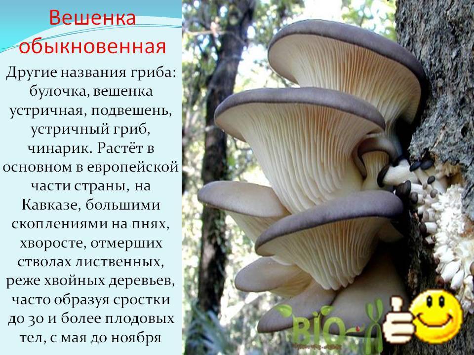 Грибы вешенки - 74 фото большого и очень вкусного гриба