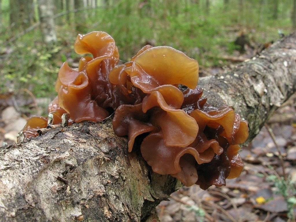 Дрожалка листоватая - описание, где растет, ядовитость гриба