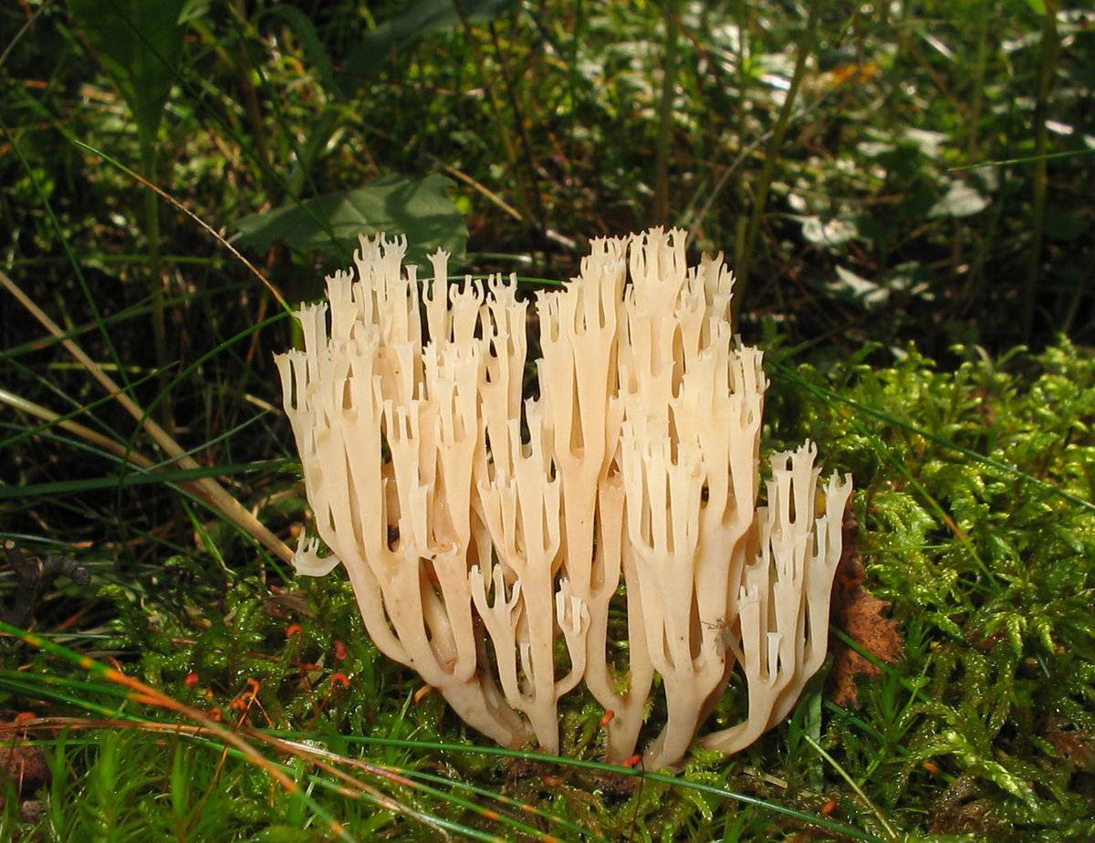 Ложные оленьи рожки грибы. съедобные или нет грибы рогатики (оленьи ножки)?