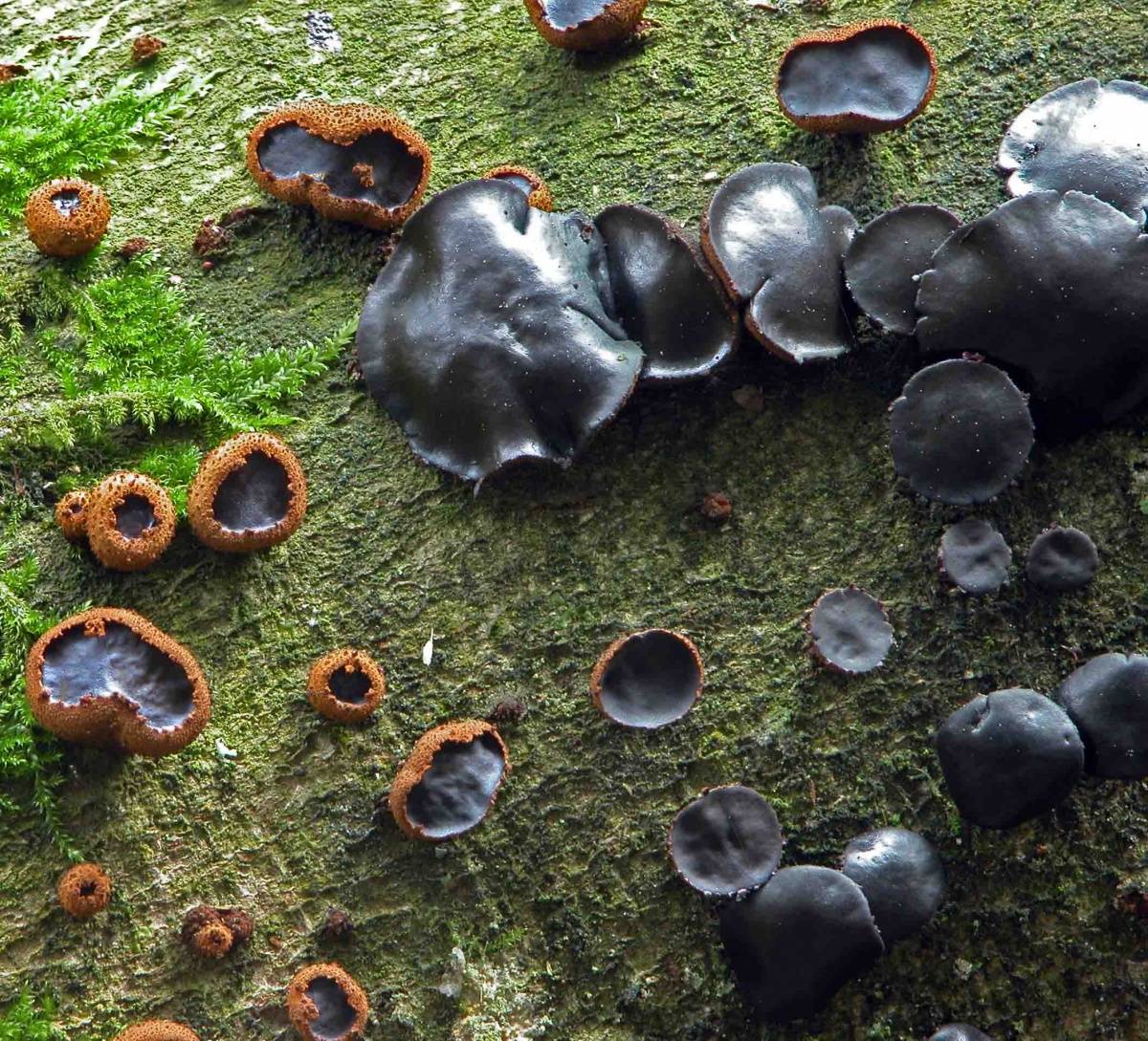 Bulgaria inquinans, black bulgar fungus