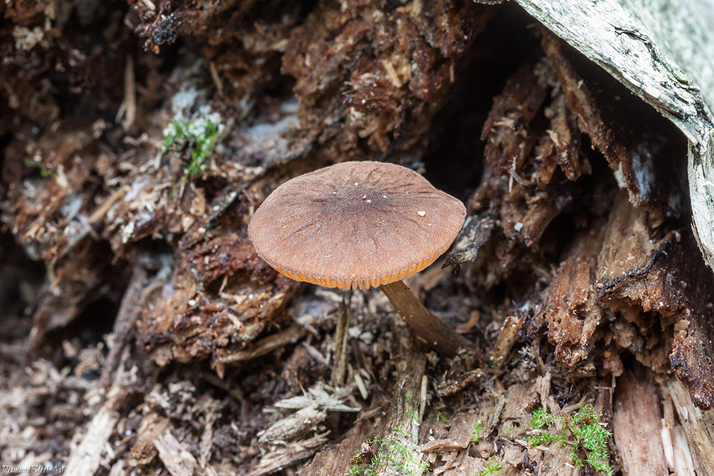 Описание гриба плютей белый: съедобный ли он и как его употреблять