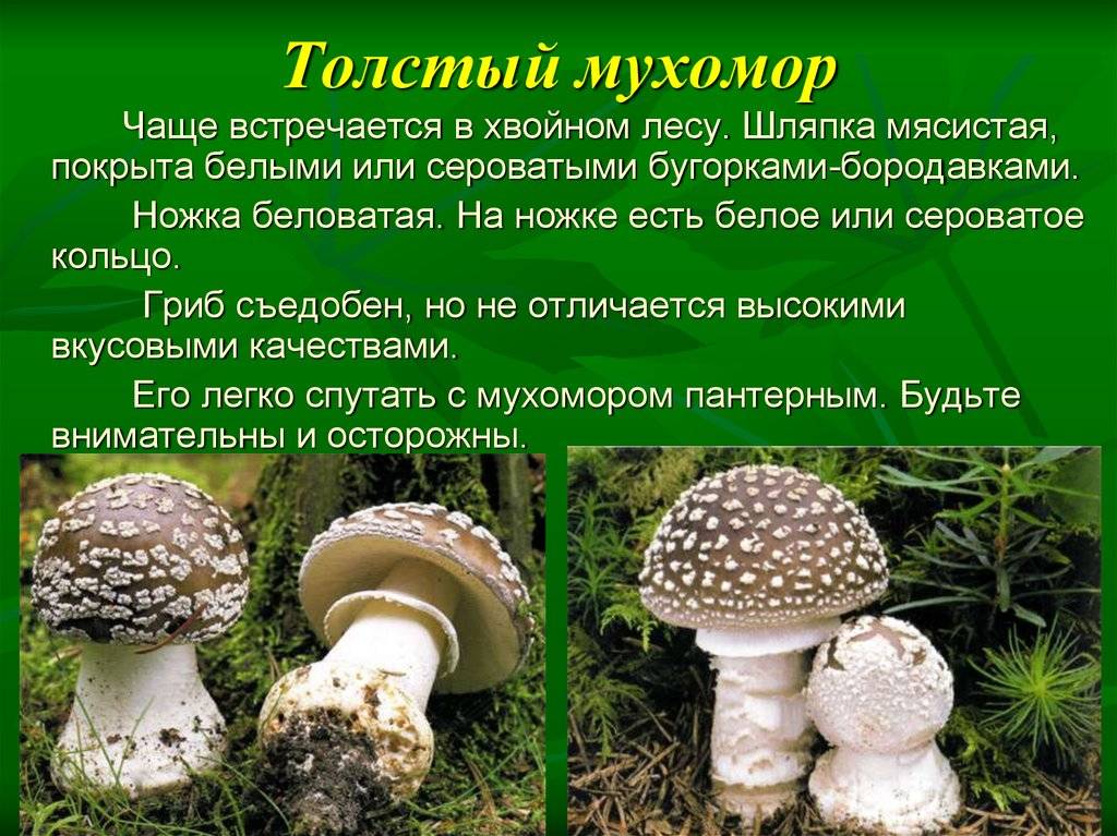 50 фото разных видов гриба «белый мухомор», ? названия, описания, как отличить
