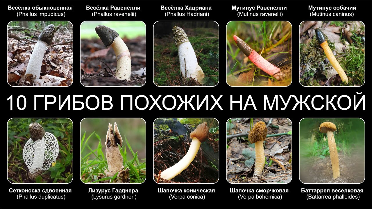 Веселка обыкновенная (phallus impudicus): описание, где растет, как отличить, фото и сходные виды