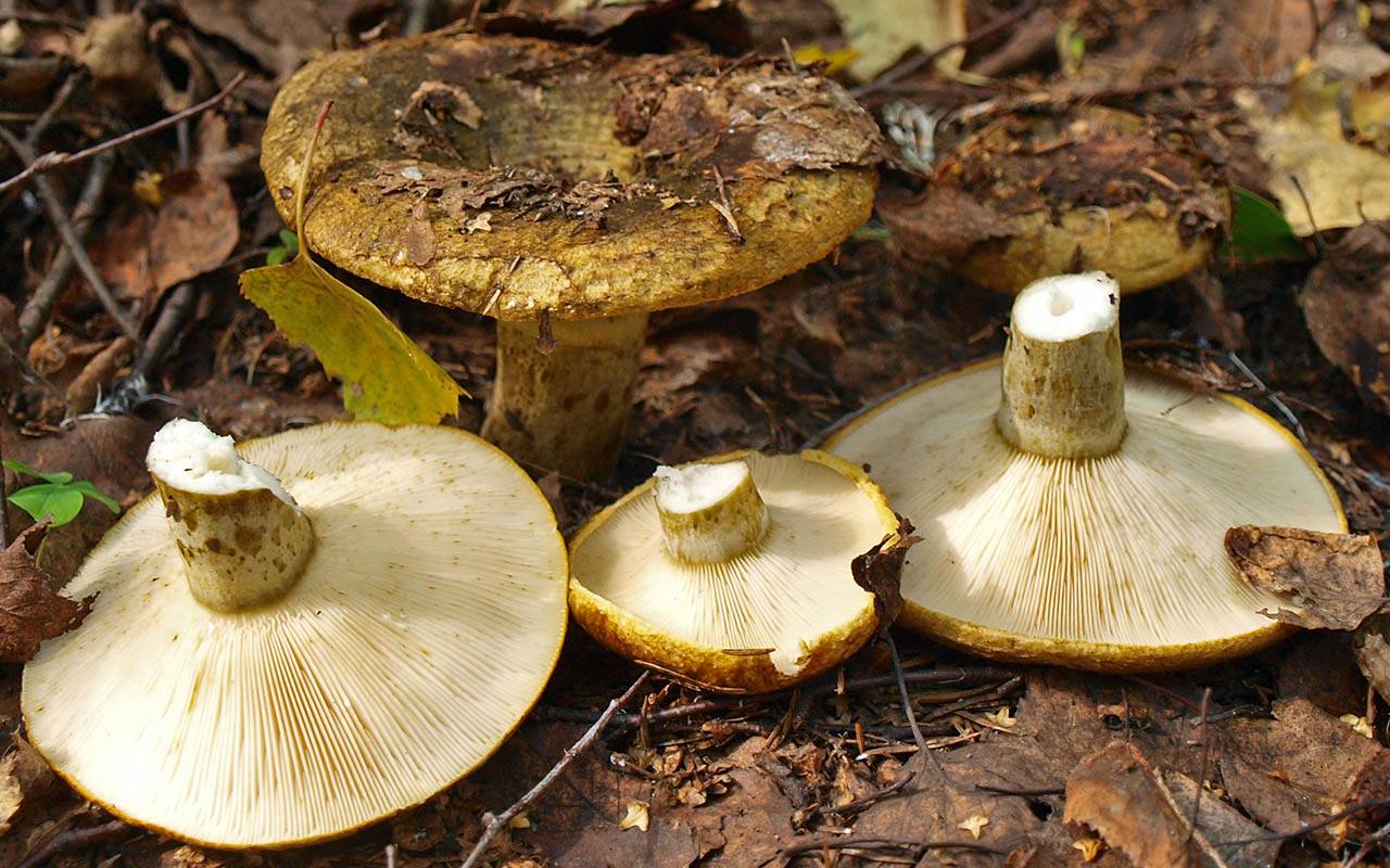 Чёрный груздь: фото и описание, как выглядит гриб, съедобный или нет, как отличить
