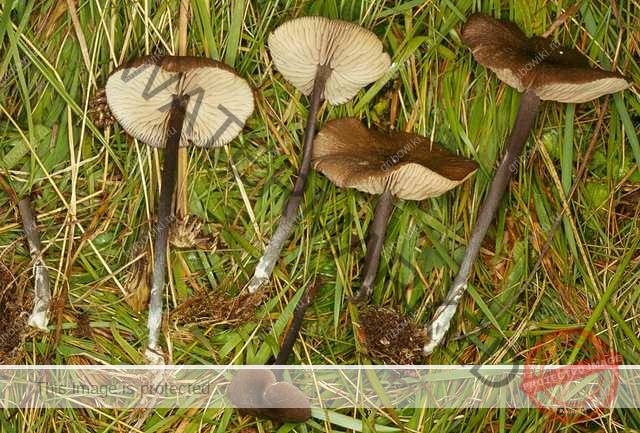 Энтолома садовая (entoloma clypeatum) – грибы сибири