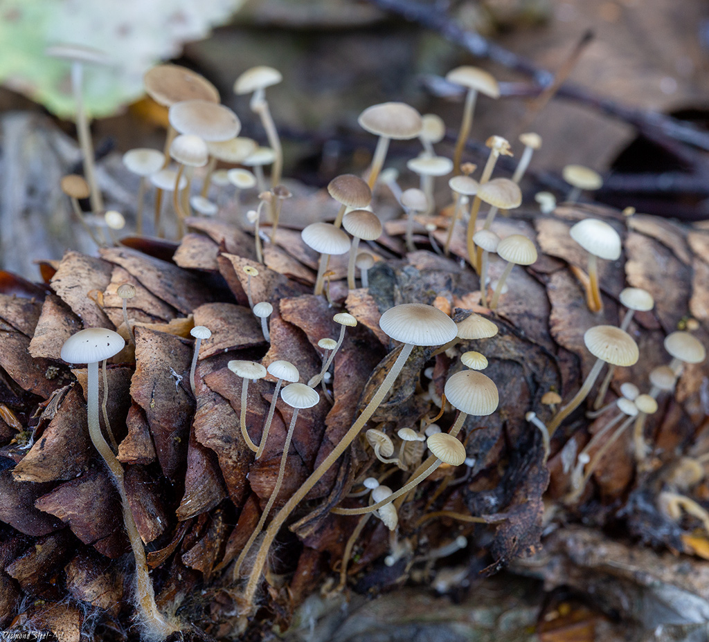 Ранние весенние грибы: съедобные, несъедобные виды, описание, сроки плодоношения, особенности приготовления, гриб саркосцифа