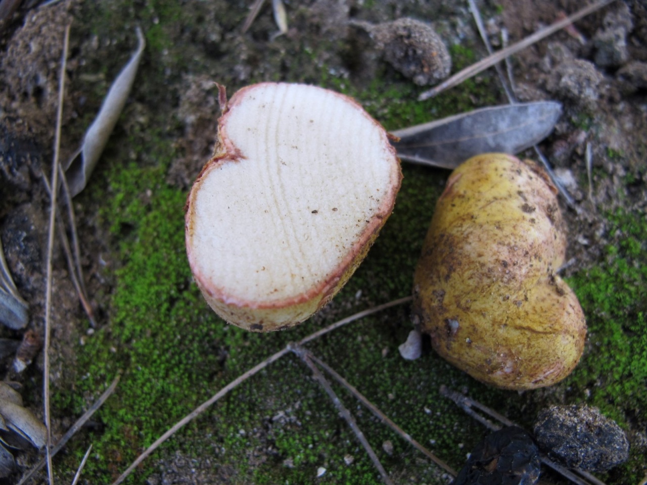 Трюфель гриб – описание, виды, где и как растет, поиск, фото