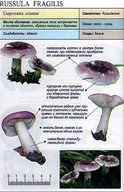 Как отличить ядовитый гриб: особенности жгучеедкой сыроежки