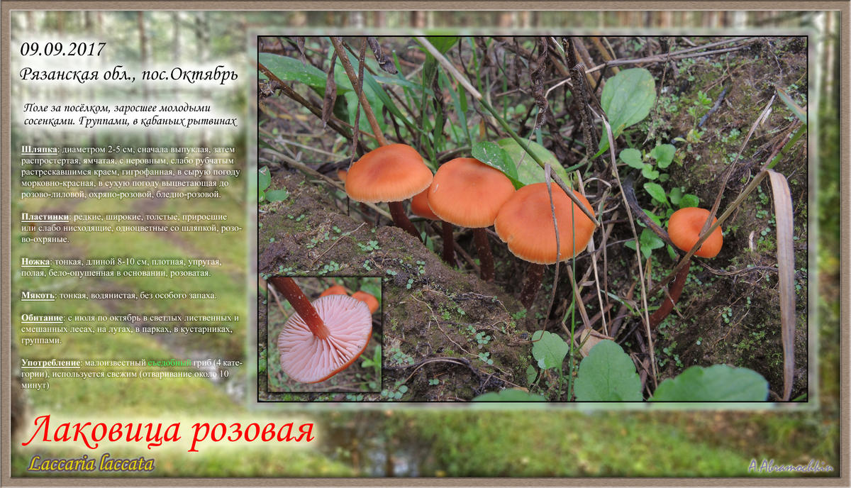 Гриб строчок фото и описание. гриб строчок — описание, виды, рецепты настойки + 80 фото