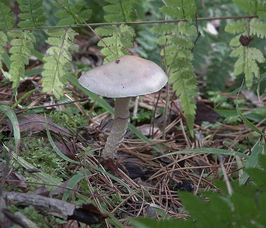 Строфария: описание и химический состав гриба, опасные ядовитые двойники, рецепты и выращивание
