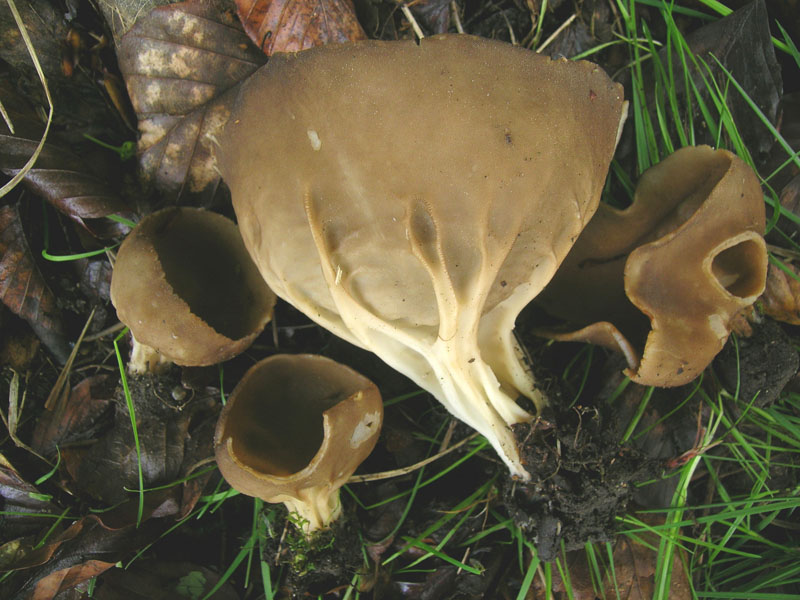 Ранние весенние грибы: съедобные, несъедобные виды, описание, сроки плодоношения, особенности приготовления, гриб саркосцифа