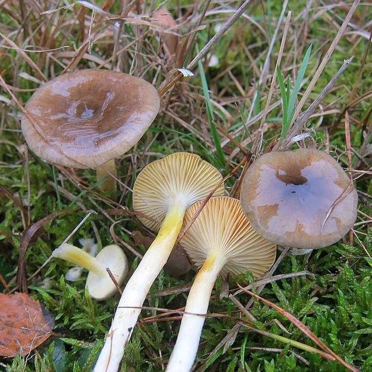Гигрофор красивый (hygrophorus speciosus) – грибы сибири