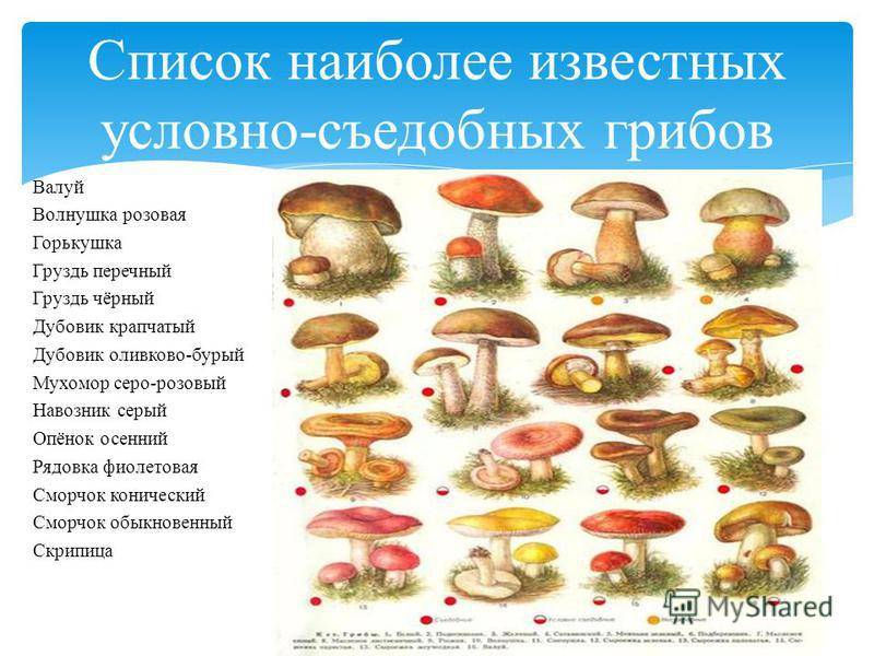 Салаты грибные