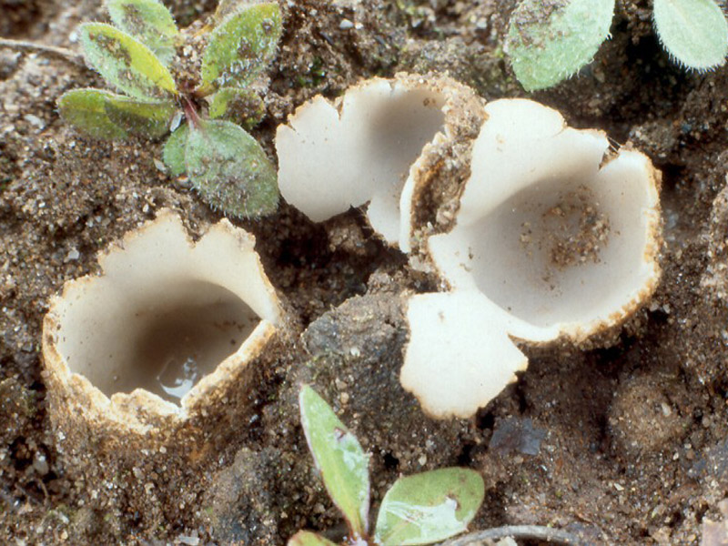 Геопора песчаная: съедобность, как выглядит, где растет, как отличить, фото