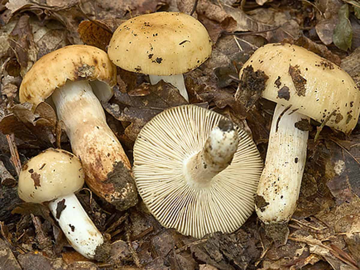 Как выглядят грибы валуи: описание с фото, отличие от других сыроежек, можно ли жарить