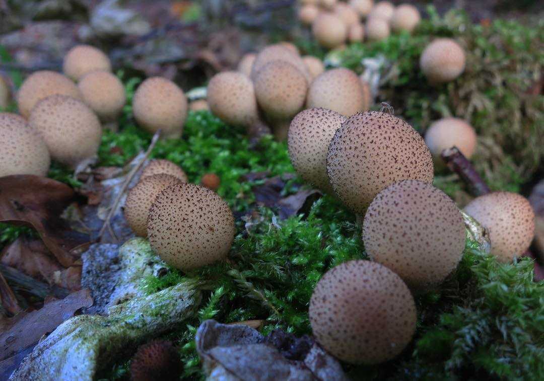 Съедобный гриб дождевик шиповатый: описание, выращивание и способы приготовления
