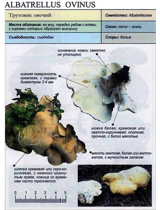 Гриб альбатреллус овечий (albatrellus ovinus): информация, где растет, фото