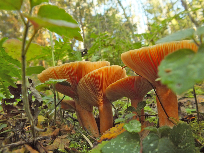Грибы рыжики: фото и описание елового, красного и настоящего рыжиков, где растут съедобные грибы