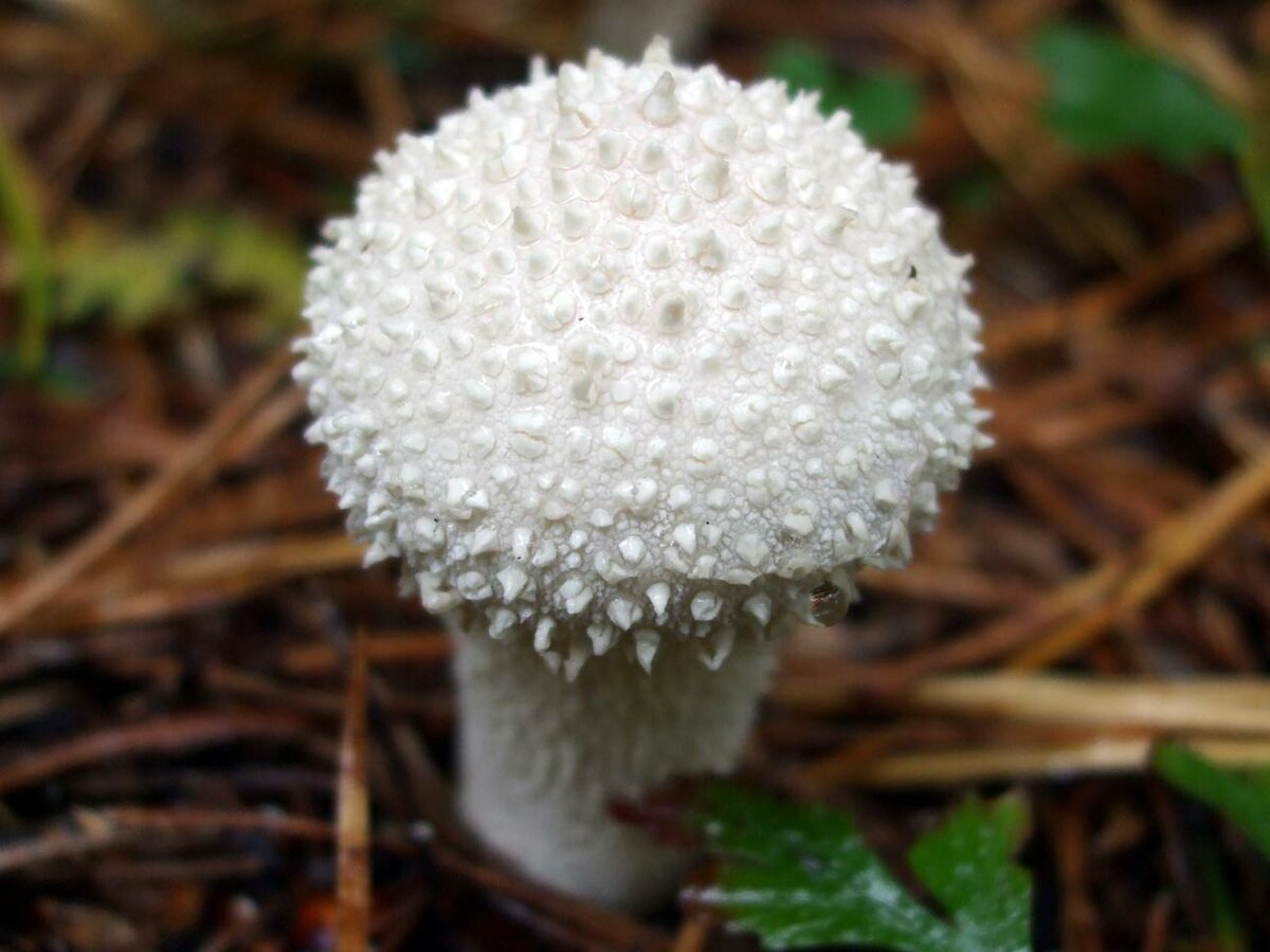 Гриб дождевик — характеристика и свойства съедобного гриба + 75 фото