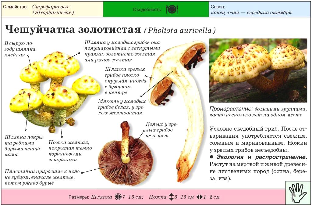 Чешуйчатка тополёвая (hemipholiota populnea) – грибы сибири