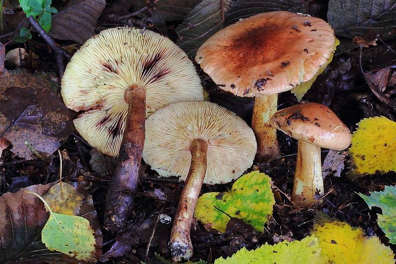 Рядовка желто-бурая: фото, описание гриба, как готовить