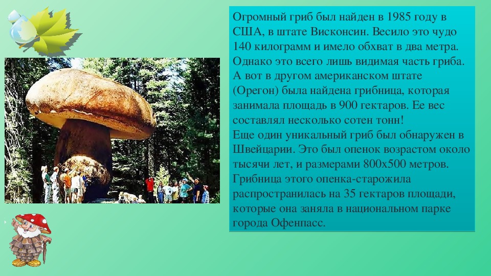 Самый большой гриб в мире: описание и фото