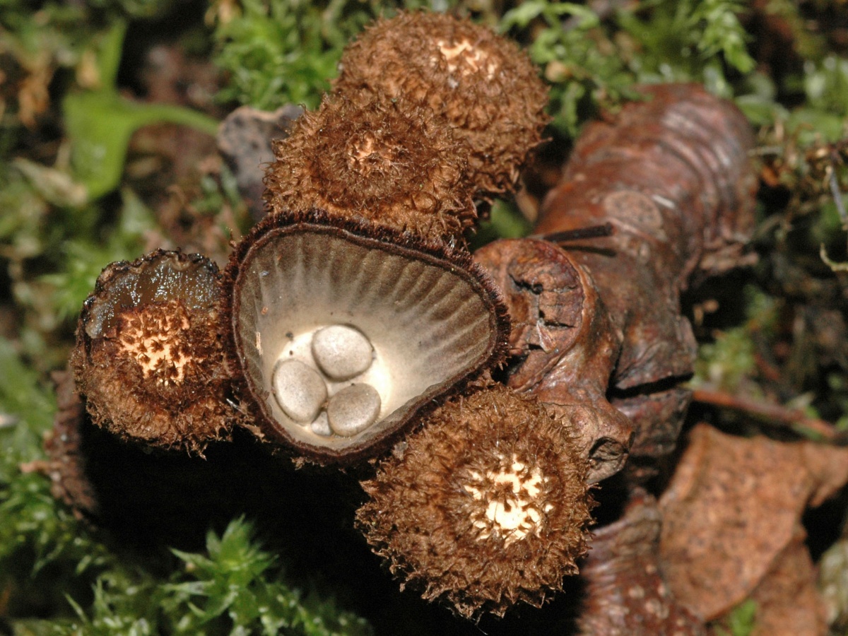 Необычные съедобные грибы фото и описание