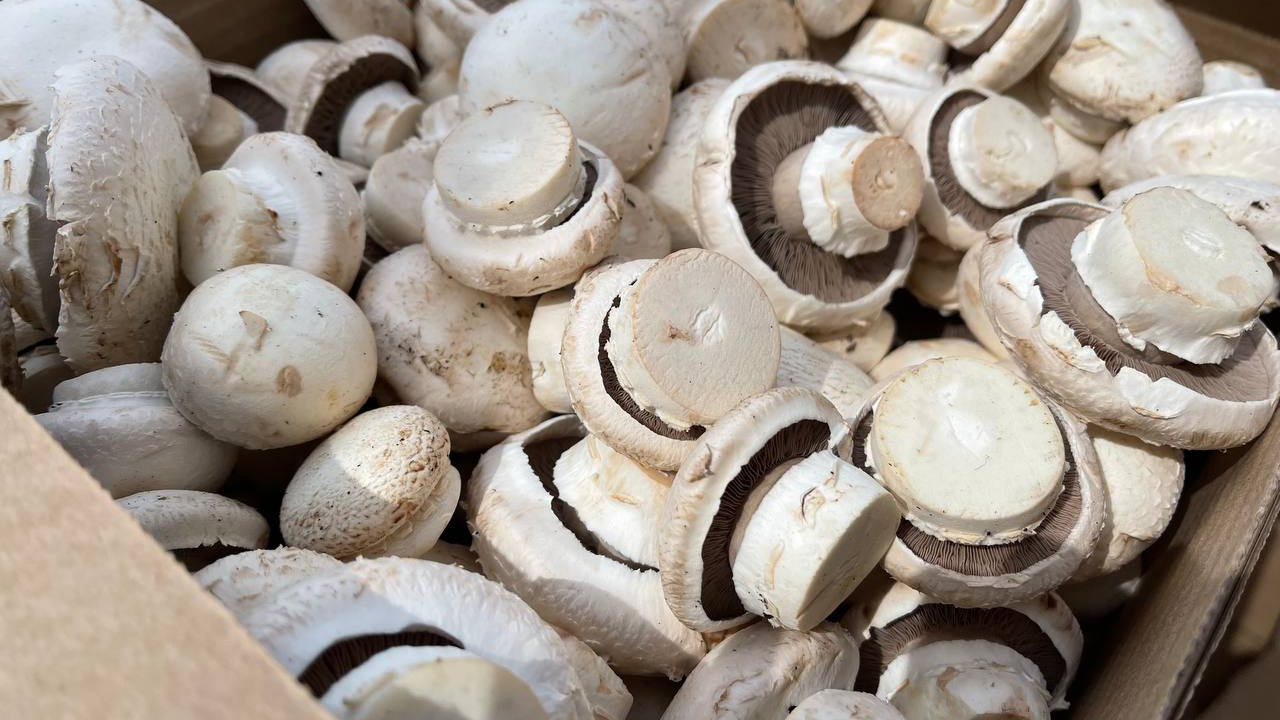 Как вырастить шампиньоны в домашних условиях- грибная плантация у вас дома
